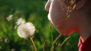 Güzel gün batımında parkta karahindiba üfleyen güzel, gülümseyen küçük bir kızın portresi. Mutlu sevimli okul çocuğu yaz parkında eğleniyor ve doğayı keşfediyor. Yavaş çekim