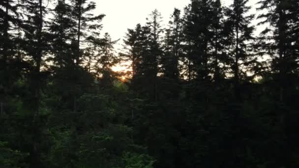 素晴らしい日の出や日没で美しい穏やかなトウヒの森の空中ビュー ドローンは 松の針葉樹の木 自然の背景を飛んでショット 清らかな風景の旅のコンセプト — ストック動画