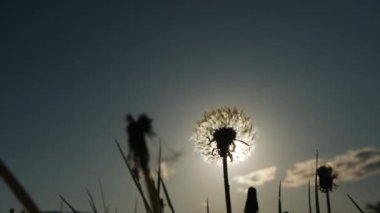 Siluete yakın arka planda güzel bir karahindiba açtı ve yaz günü mavi gökyüzü. Doğa, ekoloji, bahar ve çiçek kavramı. Ağır çekim. Seçici odak