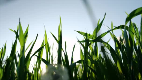 Съемки Молодых Ростков Поле Весной Выращивай Еду Зеленая Пшеница Прорастает — стоковое видео