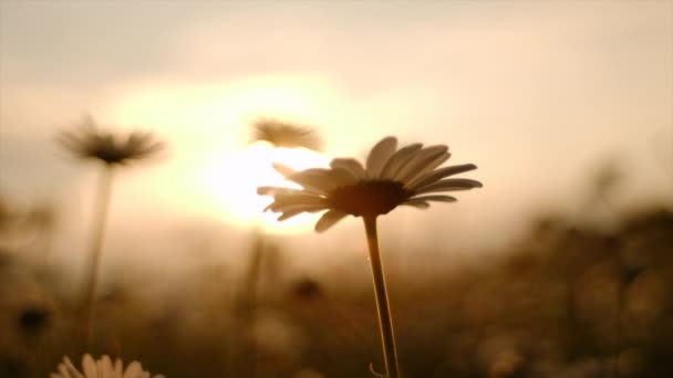Selektivt Fokus Vackra Tusensköna Blommor Svajande Vinden Bakgrunden Solnedgång Natur — Stockvideo