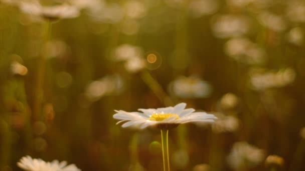 靠近田野白色野花 美丽的自然景观 在阳光灿烂的日子里绽放着医学洋甘菊 替代药物春菊 美丽温暖的日落下的梅朵 夏季背景 — 图库视频影像