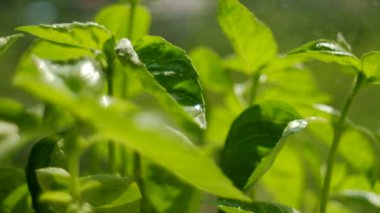 Taze yeşil fesleğenin seçici odak noktası eko bahçesinde yetişir. Fesleğen fideleri ve büyüyor. Akdeniz usulü aromalı salata sosu. Ayrıntılar, gün ışığında yumuşak hareketli tek yapraklı makro.