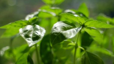 Güneşli bir günde doğanın arka planında taze fesleğen yapraklarını kapatın. Yeşil fesleğen. Bir sürü aromalı fesleğen. İtalyan ve Fransız mutfağının salata ve sosları için klasik otlar. Seçili odak. Yavaş çekim