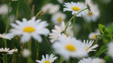 Güzel, sıcak yaz gününde papatya çiçeklerini kapat. Rüzgarda sallanan beyaz papatyalar. Doğa, çiçekler, biyoloji, fauna, ilkbahar, çevre, ekosistem. Seçici odaklanma. Yavaş çekim