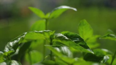 Güneşli bir günde, doğa arka planında taze fesleğen yapraklarının seçilmiş odağı. Yeşil fesleğen. Bir sürü aromalı fesleğen. İtalyan ve Fransız mutfağının salata ve sosları için klasik otlar. Yavaş çekim