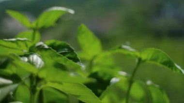 Güneş ışığında eko bahçesinde taze yeşil fesleğen yetişir. Fesleğen fideleri ve büyüyor. Akdeniz usulü aromalı salata sosu. Ayrıntılar, yumuşak hareketli tek yapraklı makro