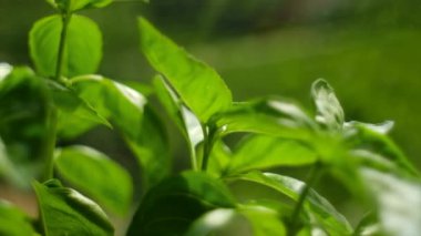 Güneşli sebze bahçesinde sığ bir alanda çekilmiş taze fesleğenin seçici odak noktası. Tatlı fesleğen yaprakları güzel doğal gıda arka planında, sağlıklı yemek, bitki, bitki ve baharatlar için.