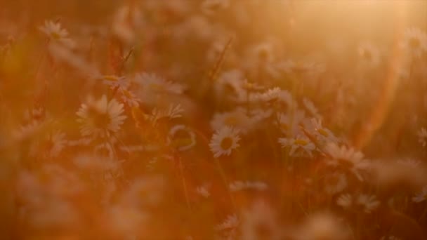 Nahaufnahme Von Kamillenblüten Bei Schönem Warmen Sonnenlicht Sommertag Weiße Gänseblümchen — Stockvideo