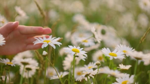 在春夏美丽的日子里 一个默默无闻的小女孩轻柔地触摸着迷人的洋甘菊花朵的特写 享受大自然 度假周末探险 休闲度假的概念 慢动作 — 图库视频影像