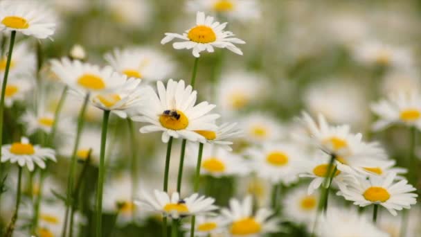 Närbild Pollinerar Vit Kamomill Lilla Samlar Nektar Från Vilda Blommor — Stockvideo