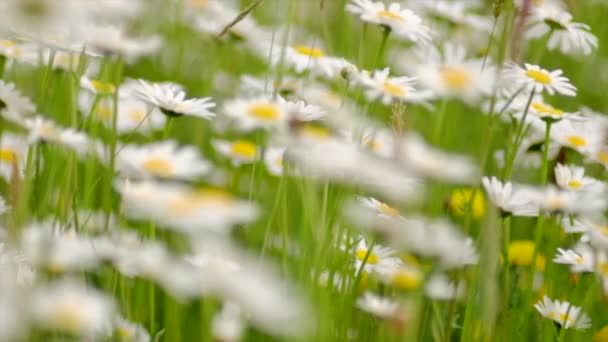 Selektivní Zaměření Heřmánkových Polních Květin Přírodní Scéna Kvetoucí Lékařskou Heřmánkou — Stock video