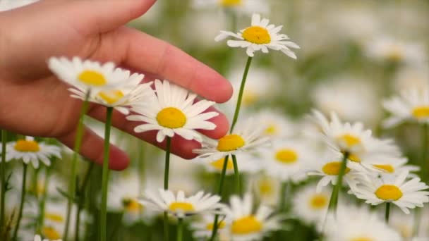 Güzel Kır Çiçeklerine Dokunan Kadın Eli Güneşli Bahar Yaz Günlerinde — Stok video