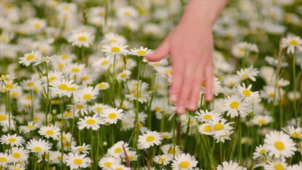Zbliżenie Żeńskiej Dłoni Delikatnie Dotykając Uroczy Kwiat Rumianku Piękny Słoneczny — Wideo stockowe