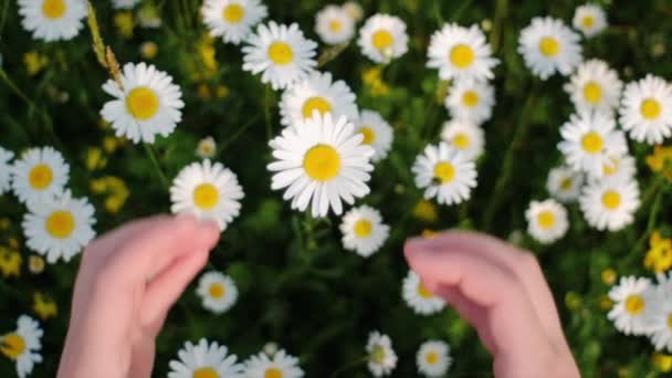 环绕着春夏两季白嫩的洋甘菊花 用双手塑造出爱情标志的女性形象尽收眼底 温柔与情人节 母亲节的概念 慢动作 — 图库视频影像