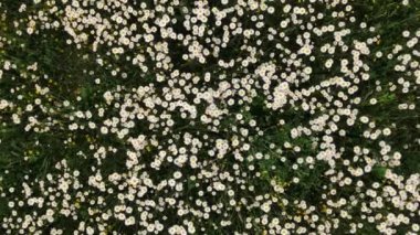 Beyaz papatyanın yaz günü rüzgarda sallanışını gösteren güzel tarlaların insansız hava aracı görüntüleri. Doğa, çiçekler, ilkbahar, biyoloji, fauna, çevre, ekosistem. Matricaria Recutita. Kozmetoloji uygulaması