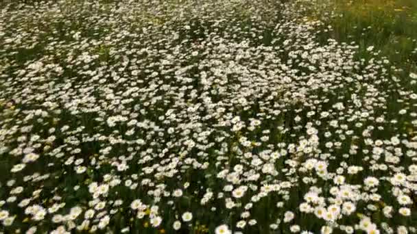 Drohnenaufnahme Von Wunderschönen Kamillenfeldern Weiße Gänseblümchen Wind Wiegen Sich Konzept — Stockvideo