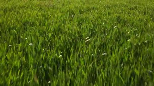 Vista Aérea Campo Agrícola Verde Belo Dia Ensolarado Orelhas Trigo — Vídeo de Stock