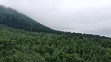 Güzel yeşil ormanda, bahar ya da yaz günü gizemli bir sabahta yoğun, karamsar sislerin içinde uçmak. Hava aracı görüntüsü üç tepe, bozulmamış ve el değmemiş doğa rezervi. Doğa konsepti