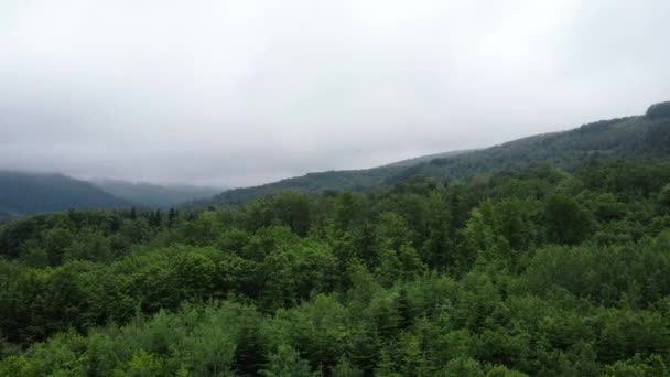 Luchtfoto Drone Schoot Ochtendmist Rollen Bos Prachtige Bergen Achtergrond Zomerdag — Stockvideo