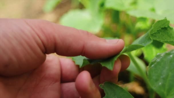 오이소 나무의 가까이 농업에 개념에서 일하는 사람들은 농작물 만지며 생태학을 — 비디오