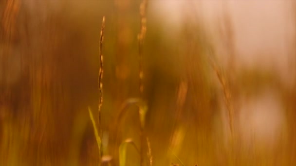 暖かい黄金の時間 自然背景の概念で野生の草の選択的な焦点 日没や日の出の間に公園のフィールドの閉鎖 風の揺れる草の風景 — ストック動画