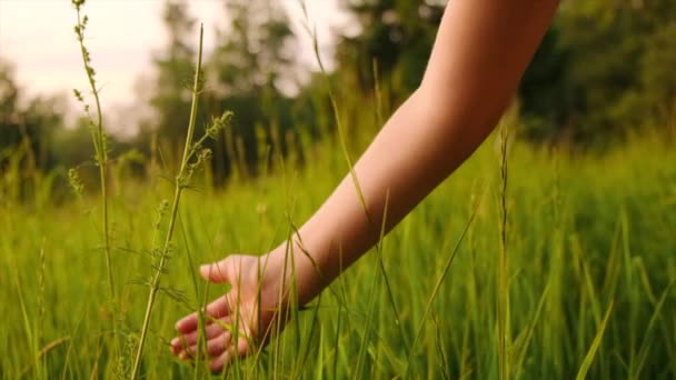 Menutup Pandangan Samping Tangan Anak Kecil Dikenali Membelai Rumput Hijau — Stok Video