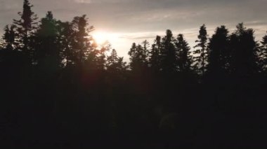 Dağ 'daki Spruce Tree Ormanı' nın yakınlarında gün batımında veya gün doğumunda uçan insansız hava aracı. Yazın akşamları huzur kırsalında. İnanılmaz derecede huzurlu ve manzaralı. Doğa konsepti