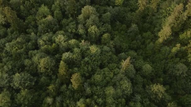 Аэросъемка Величественного Красивого Зеленого Леса Выделяются Вершины Деревьев Девственный Нетронутый — стоковое видео