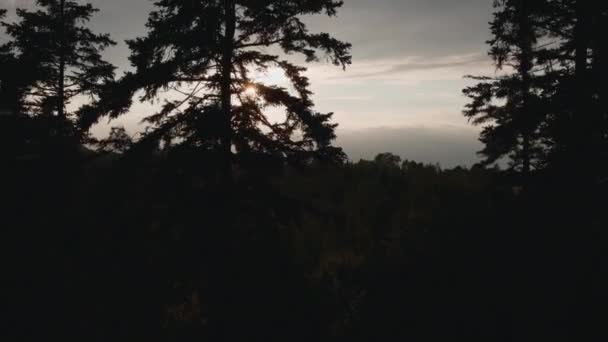 美しい日没でスプルース森の近くの空中ドローンビューフライト 暖かい夕方に田舎の静けさと静けさ 信じられないほど平和で壮大な風景 ネイチャーコンセプト — ストック動画
