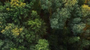 Güzel yaz ormanlarının doğal parktaki sıcak günbatımı manzarası. İnsansız hava aracı yeşil ağaçların üzerinde uçar, doğada renkli bir doku vardır. Muhteşem ormanın üzerinden uçmak, doğal arka plan hareket halinde
