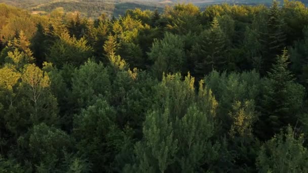 夏の夕日 保護された国立公園または保護区の間に穏やかな美しい緑の森の空中眺め 暖かい日光 自然の背景映像でトリートップの上を飛行するドローンショット — ストック動画