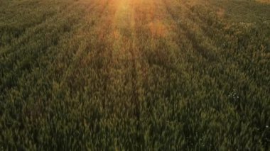 Gün batımının ya da güneşin doğuşunun güzel ışıklarıyla tarlalarda filizlenen buğday filizlerinin hava görüntüsü. Yiyecek yetiştir. Buğday yetiştiriciliği, tarım işi. Hayat kavramı, büyüyen filizler.