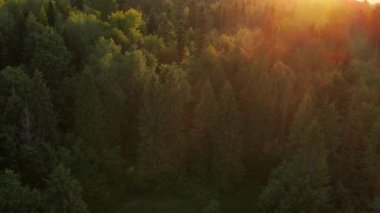 İnanılmaz günbatımında hava ormanı manzarası. Muhteşem yaprak döken yeşil yapraklar ve yaz mevsiminde sıcak güneş ışığında ladin ağaçları. Park rezervasyonu. Doğa manzarası. İlham meditasyonu