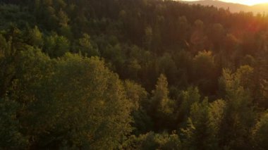 Dağ ormanı manzara uçuşları inanılmaz günbatımı ışıklarıyla. Kozalaklı yeşil ağaçların sinematik drone görüntüleri vahşi tepeleri kaplıyor. Doğa geçmişi. Seyahat, açık hava turizmi, aktif tatil