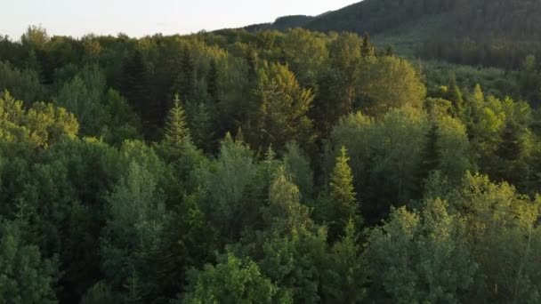 Съемки Беспилотника Движутся Вперед Зеленый Лес Величественную Горную Долину Время — стоковое видео