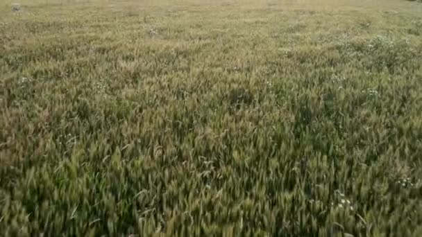 傍晚时分 无人机在乡间农场的麦田上空鸣枪 农业生产和活动 收获农业综合企业概念小麦业务 从顶级夏季自然拍摄 — 图库视频影像
