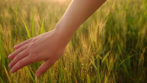 Close Farmer Hand Gently Touches Young Wheat Field Warm Sunlight — Stock Video