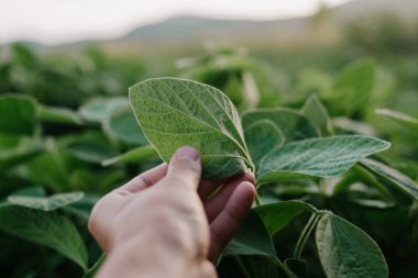 Tarım çevresel koruma. Çiftçinin eli sıcak yaz günlerinde soya çiçeklerine dokunur. Erkek eli gün batımında mahsulü kontrol eder. Gezegen eko kavramını koruyor