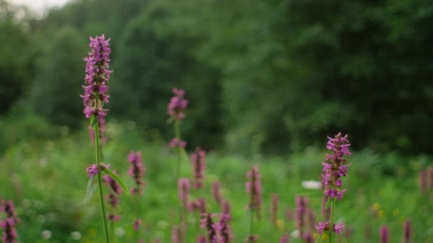 野外野花植物夏季背景 美丽的紫色花朵在温暖的夏日早晨迎风摇曳 美丽的山雀 生态系统概念 有选择的重点 — 图库视频影像