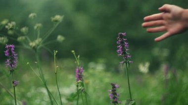 Çocuk elinin sıcacık, küçük, mor kır çiçeklerini nazikçe okşamasına yakın, doğa arka planı kavramı. Akşamları ya da gün doğumunun erken saatlerinde yeşil parktaki yaz tarlası. Çocukluk