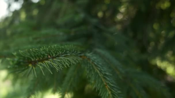 有选择地聚焦在美丽的绿色云杉树上 森林砍伐和森林概念 温暖的早晨新鲜的绿色云杉枝条 夏日的树 — 图库视频影像