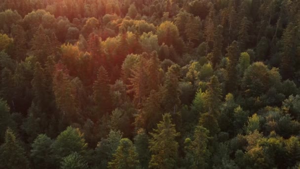 Luftdroneutsikt Majestetisk Sommerskog Varmt Soloppgangslys Åpne Sinnet Avslappende Stille Konsept – stockvideo