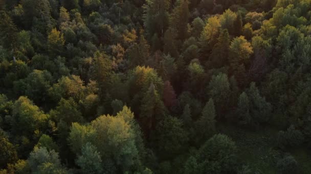 Удивительные Кадры Воздушного Беспилотника Величественного Зеленого Леса Эпическом Восходе Солнца — стоковое видео