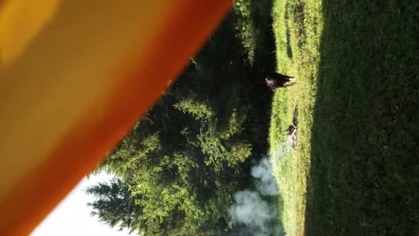 Widok Namiotu Ciepłego Ogniska Piękny Pies Pobliżu Majestatycznego Zielonego Lasu — Wideo stockowe