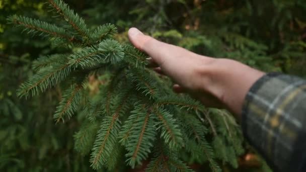 一只雄性手走近云杉树枝 与自然和环境保护的联系 新一代保护森林的绿色意识生活方式 概念性质 — 图库视频影像