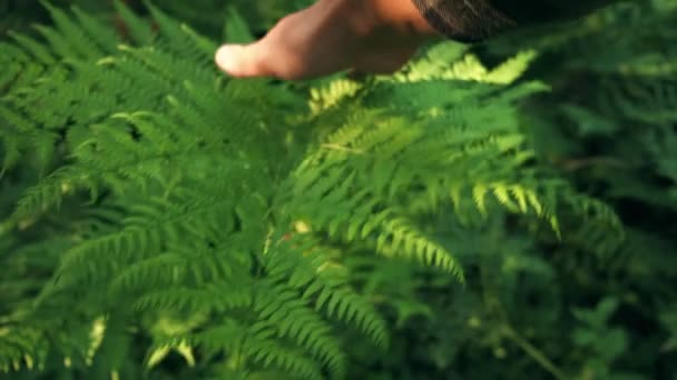 Mužská Ruka Jemně Dotýká Zelených Listů Kapradí Létě Ráno Během — Stock video