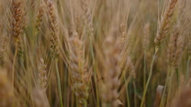 Selektivní Zaměření Výhonků Žluté Pšenice Polích Krásných Teplých Paprscích Západu — Stock video