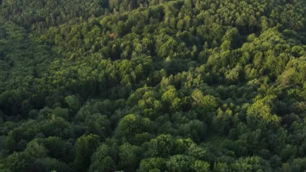 Αεροφωτογραφία Drone Του Μαγευτικού Καλοκαιρινού Δάσους Στο Φως Ηλιοβασιλέματος Ανοιχτό — Αρχείο Βίντεο