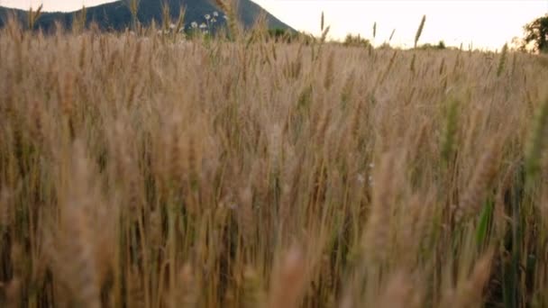 Uši Zralé Pšenice Poli Při Západu Slunce Nebo Při Východu — Stock video